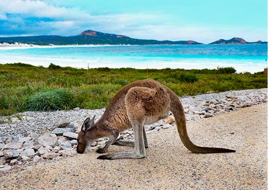 Wildlife in Africa