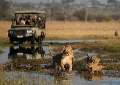 Wildlife in Africa