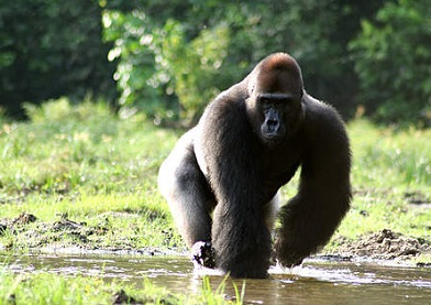 Wildlife in Africa