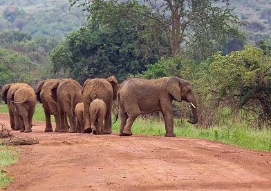 Zanzibar Safari Contents