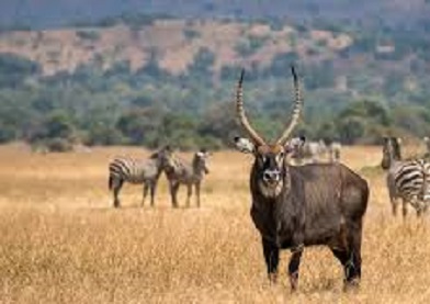 Tanzania Cultural Experience
