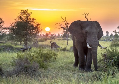 Wildlife in Africa