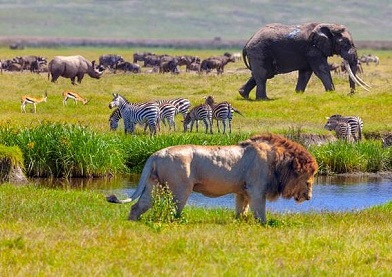 Wildlife in Africa