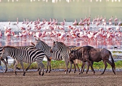 Zanzibar Safari Contents