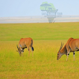 Wildebeest Migration Safari River Crossing - 6 days "by road" (July to October)