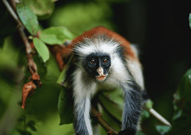 Tanzania Cultural Experience