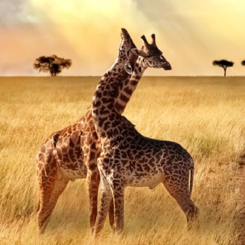 Nine Days Complete Tanzania Safari