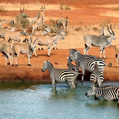 Northern Circuit - Climb Kilimanjaro - 9 days