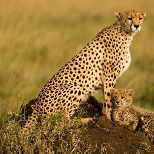 Red Elephant Safari - Amboseli, Tsavo West and Tsavo East - Four days from Nairobi