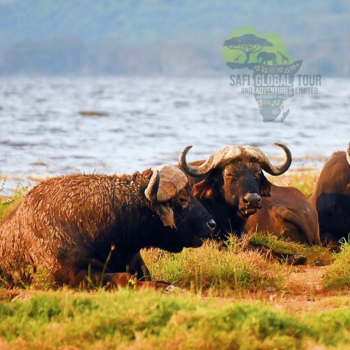 Eight Day Simien Mountains Trekking Adventure