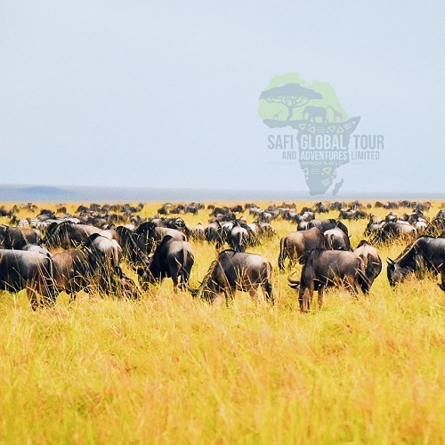 Wildebeest