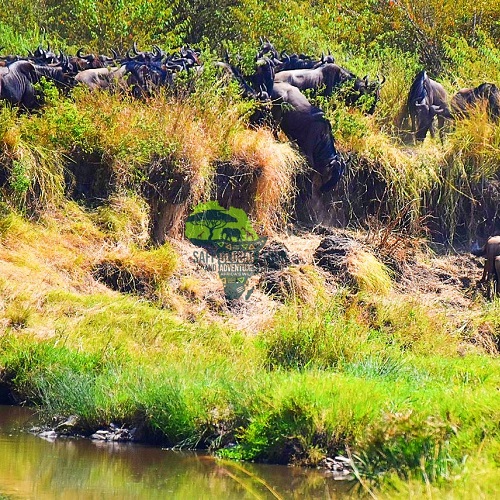 Wildebeest Migration Calving season and Zanzibar 