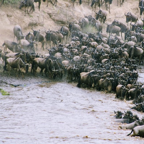 Wildebeest Migration Kenya & Tanzania - 11 days (June to October)