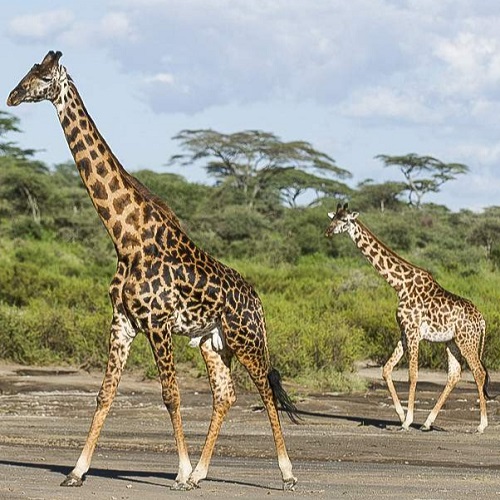 Four Day Ethiopian Ancient Kingdoms Tour