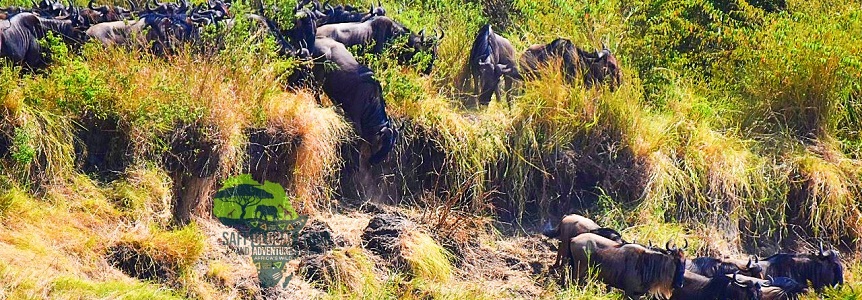 Tanzania Wildlife Wildebeest Migration