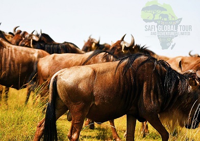 Wildlife in Africa