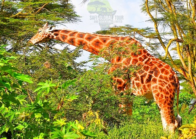 Climb Mount Kilimanjaro - Safi Global Tours & Adventures