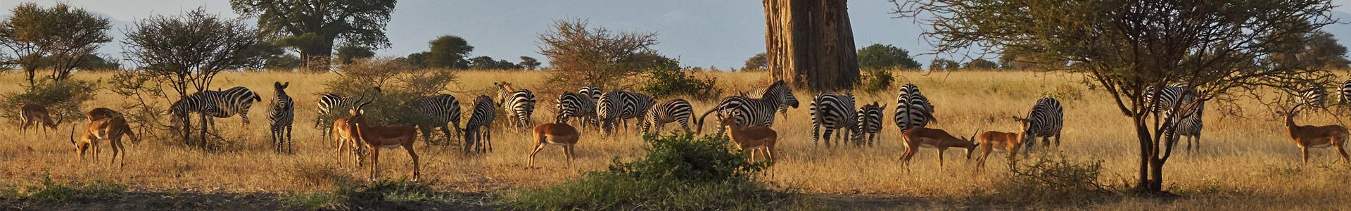 Visit Tanzania