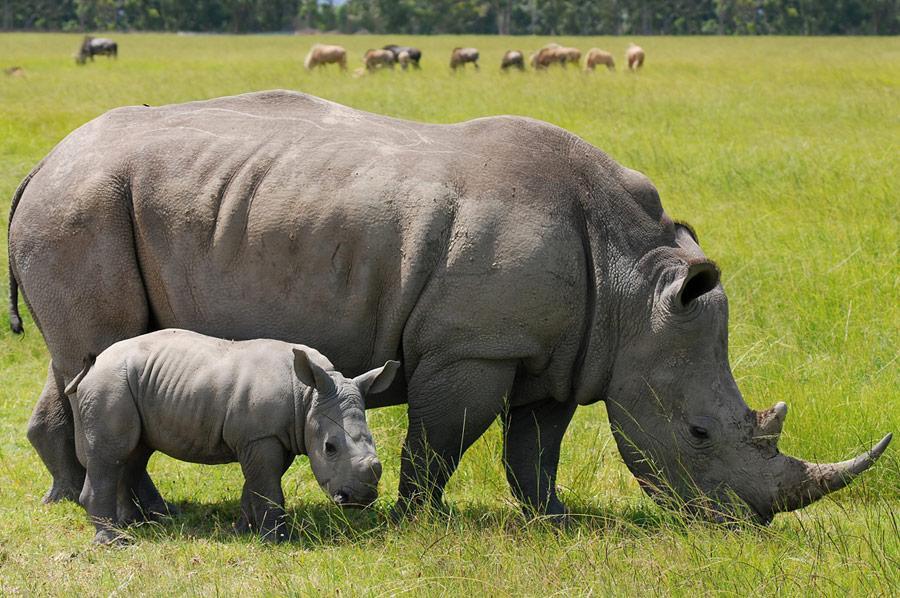 Black Rhinocerous Big 5