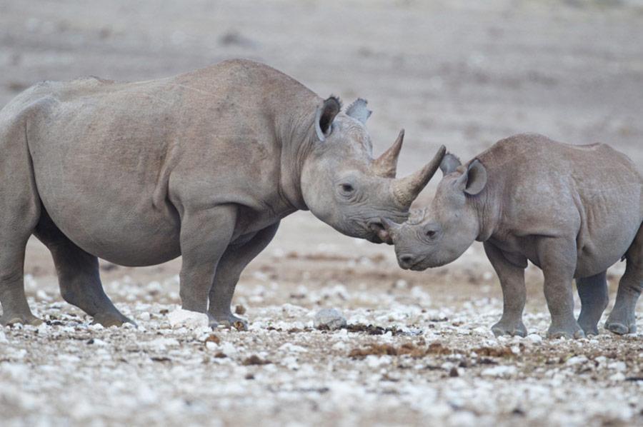 Black Rhinocerous Big 5