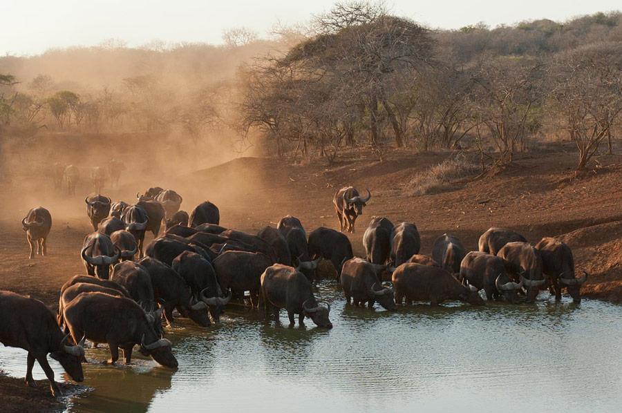 African Buffalo Big 5