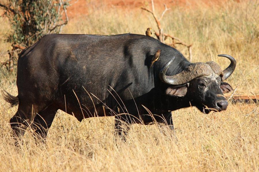 African Buffalo  Big 5