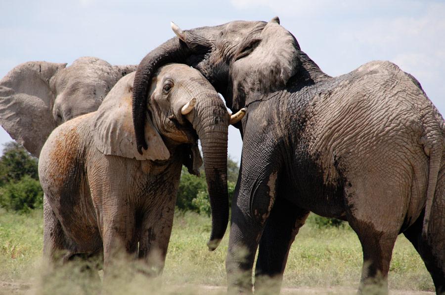 African Elephant Big 5