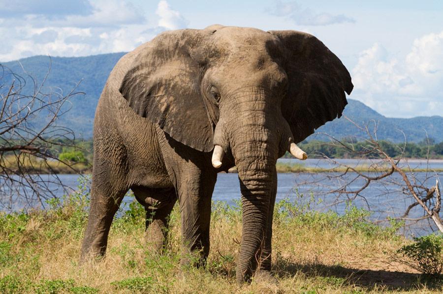 African Elephant  Big 5