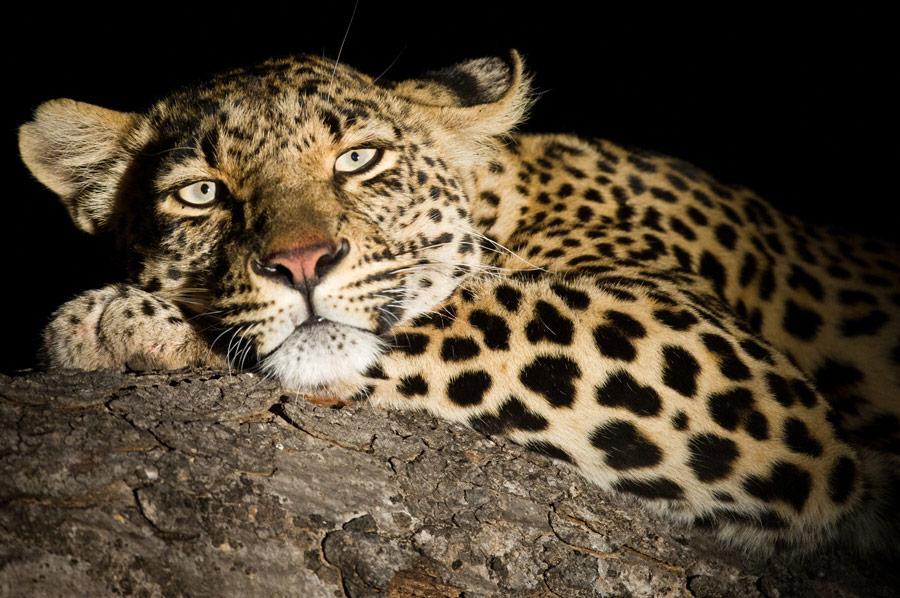 Leopard Big 5