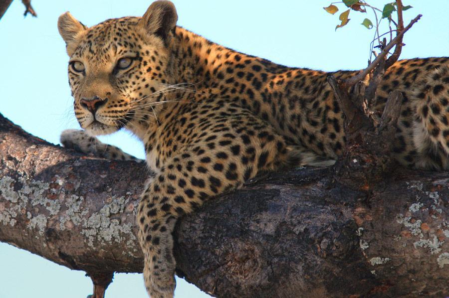 Leopard Big 5