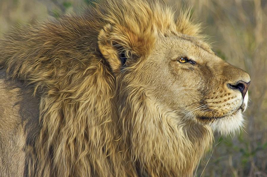 Lion Big 5